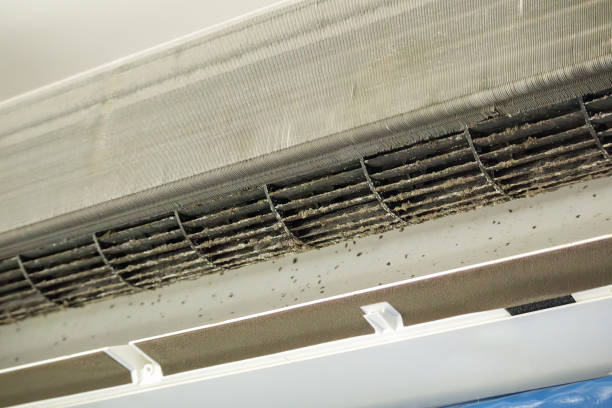 Best Air Duct Mold Removal  in New Braunfels, TX